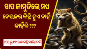 ନେଉଳ କୁ ସାପ କାମୁଡ଼ିଲେ ମଧ୍ୟ କିଛି ହୁଏନାହିଁ କାହିଁକି…