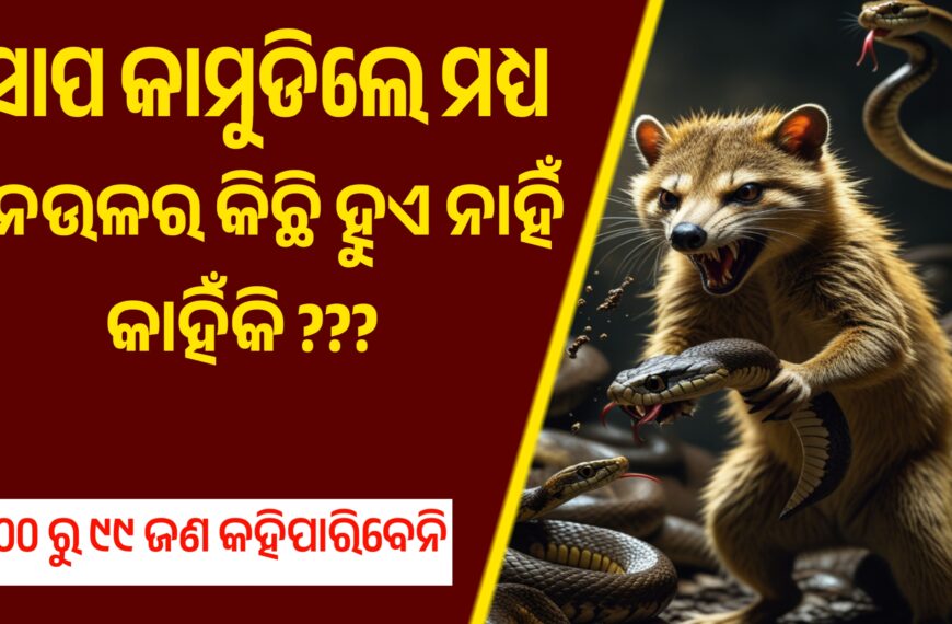 ନେଉଳ କୁ ସାପ କାମୁଡ଼ିଲେ ମଧ୍ୟ କିଛି ହୁଏନାହିଁ କାହିଁକି…